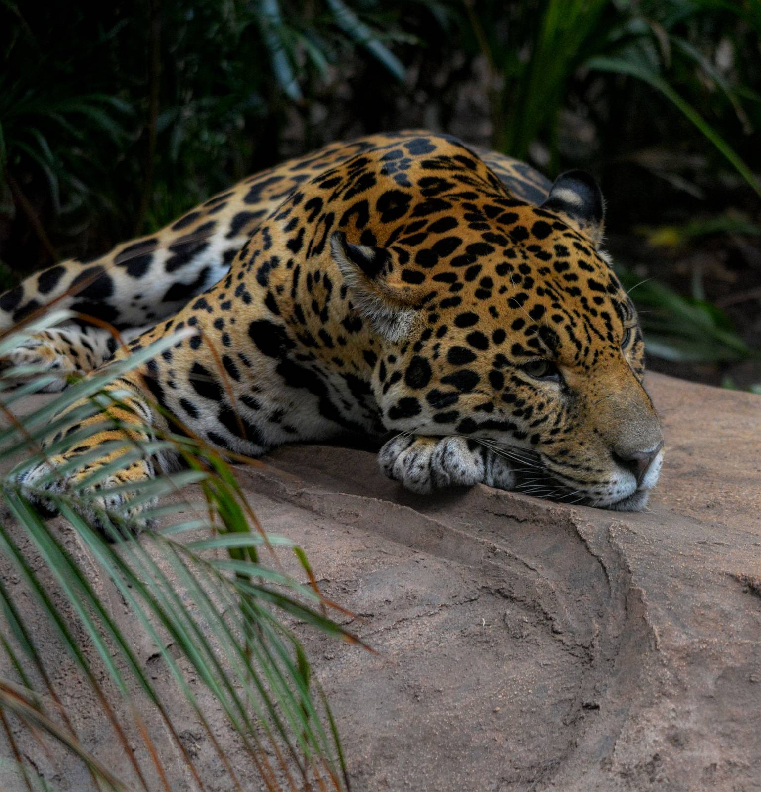 Male Jaguar