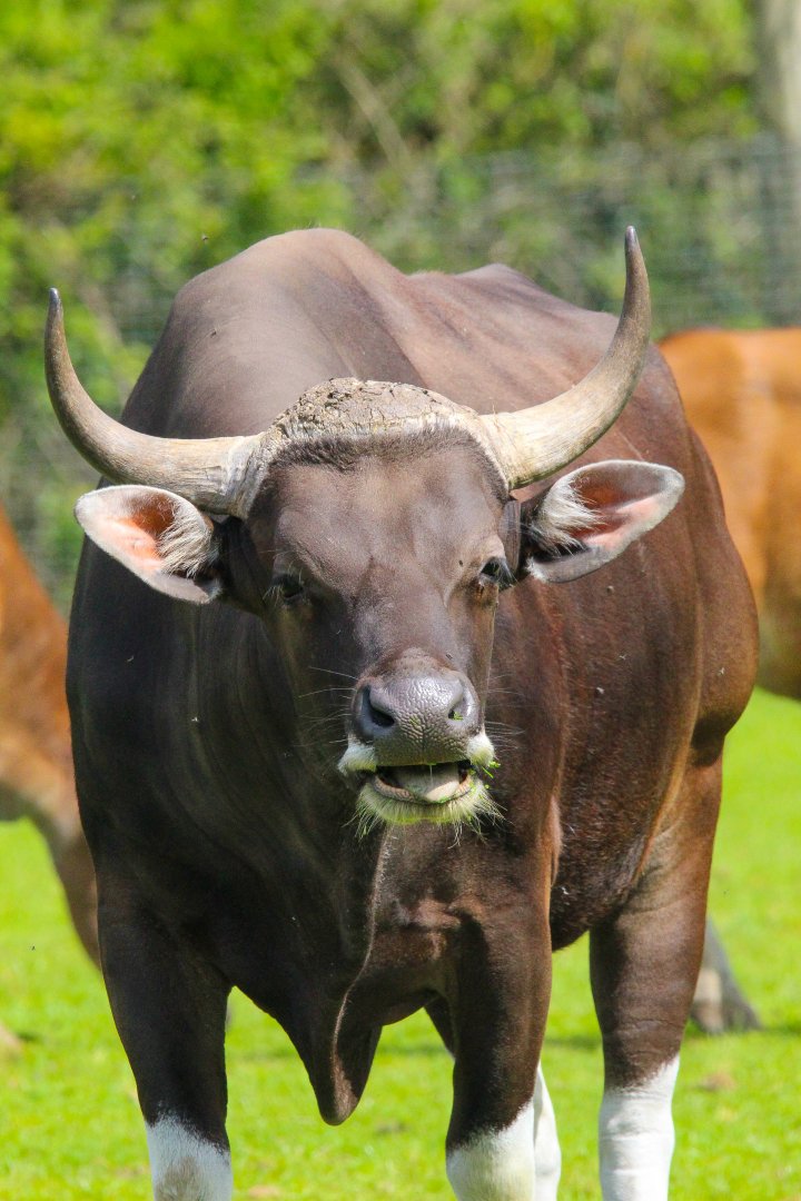 Male Javan Banteng