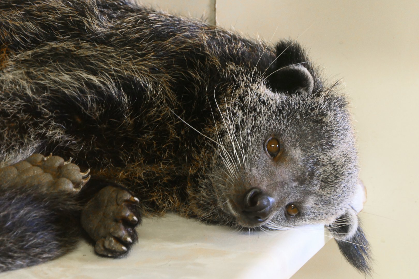 Male Javan Binturong - Hamerton - 27/2/19