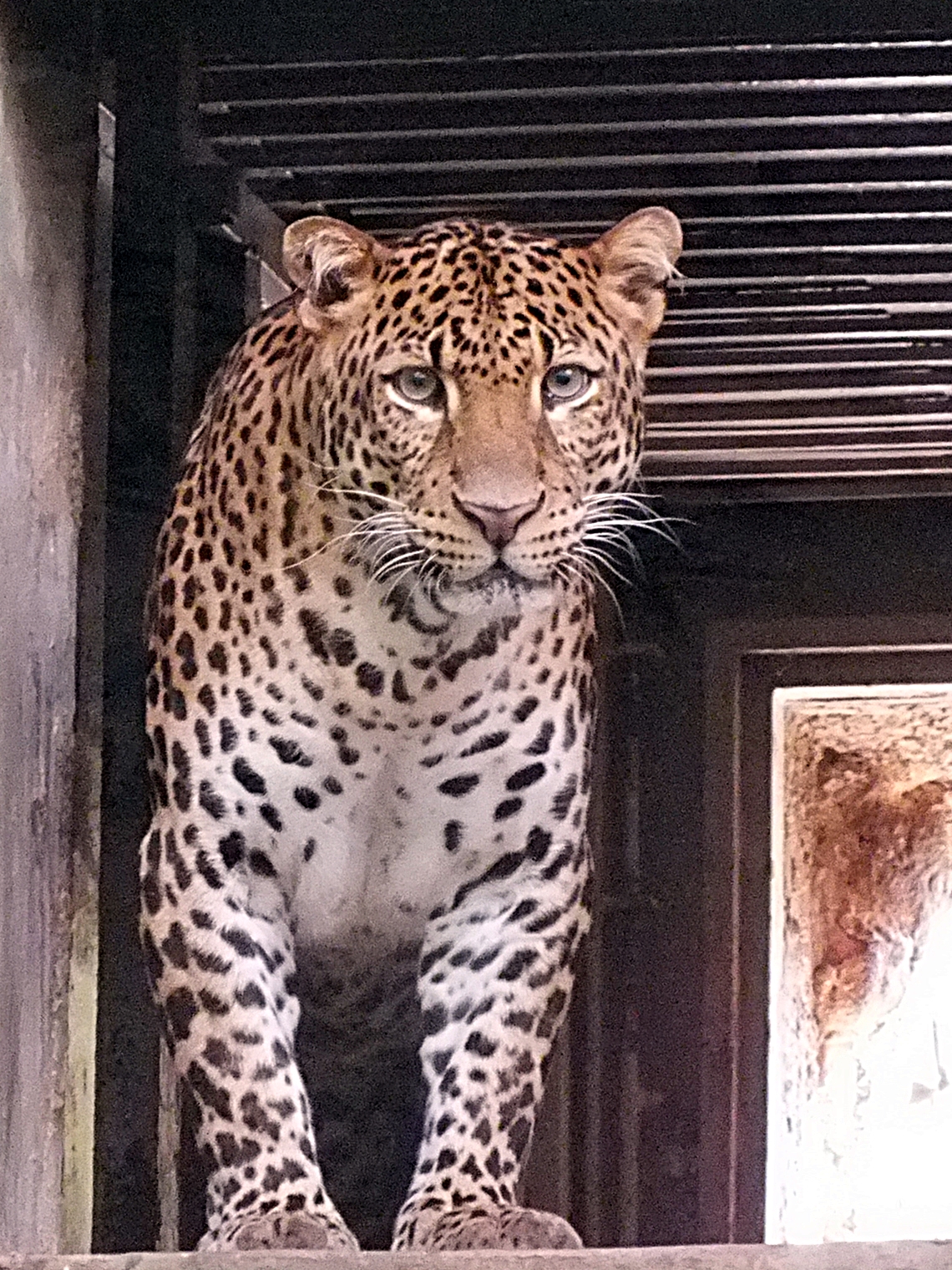 Male Javan leopard