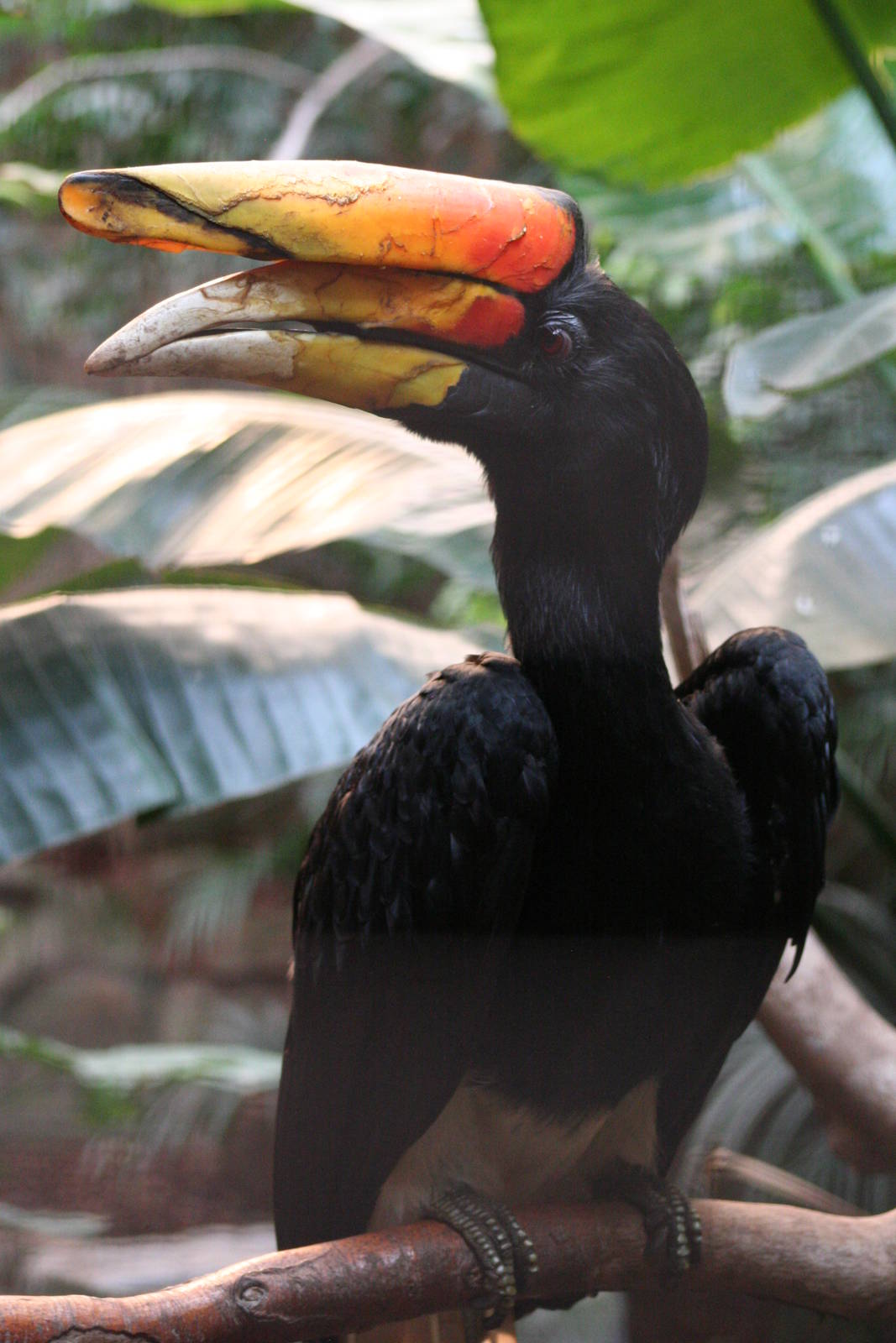 male Javan Rhinoceros Hornbill @ Chester; 15.09.2015
