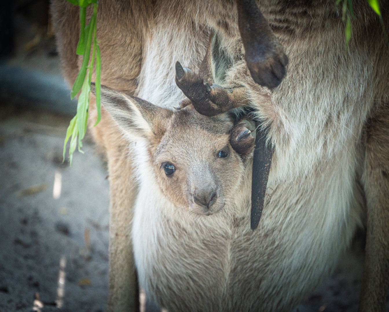 Male Joey of Tory the Western Grey Kangaroo