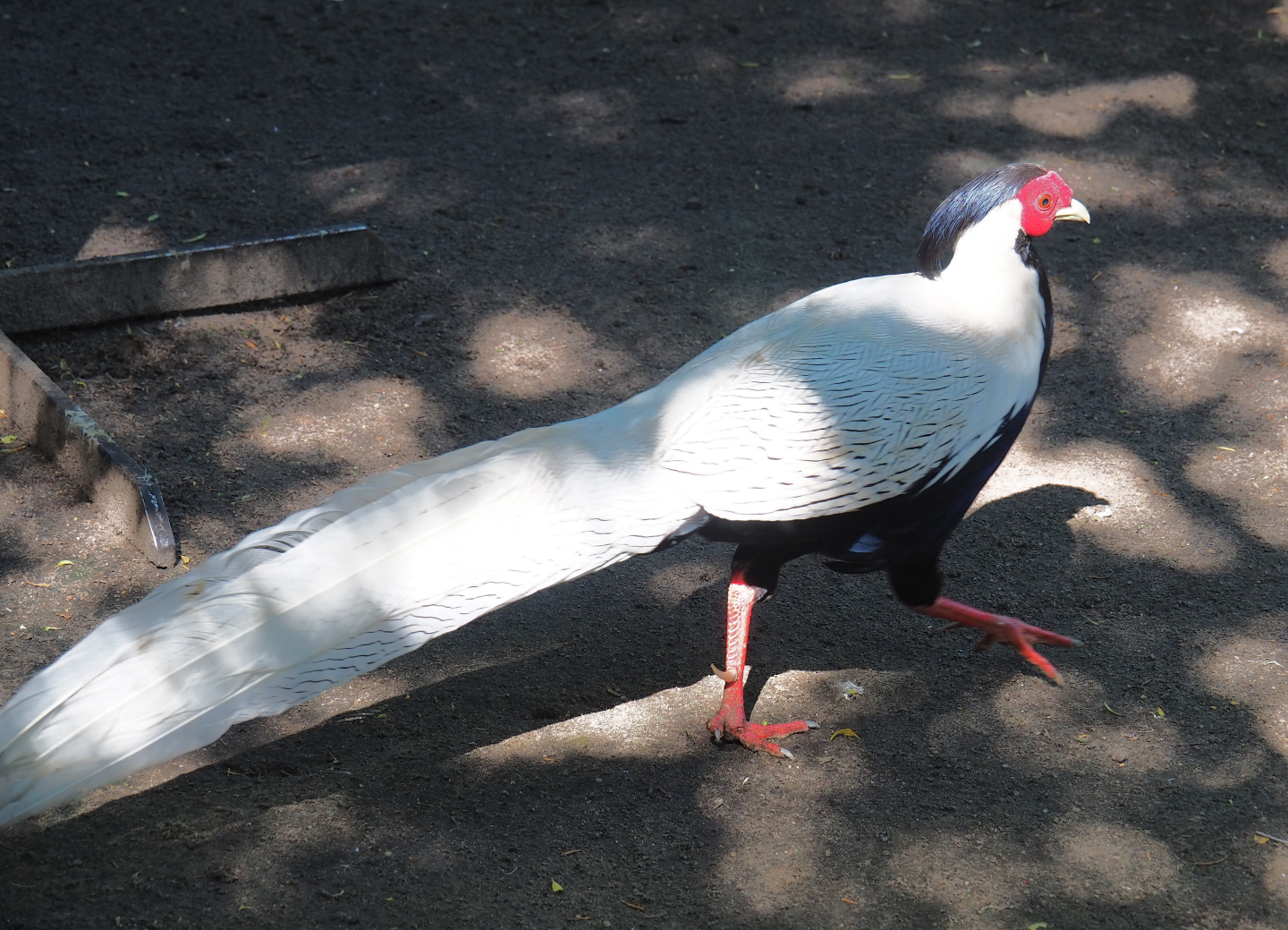 Male Jones' silver pheasant (Lophura nycthemera jonesi), 2020-06-20