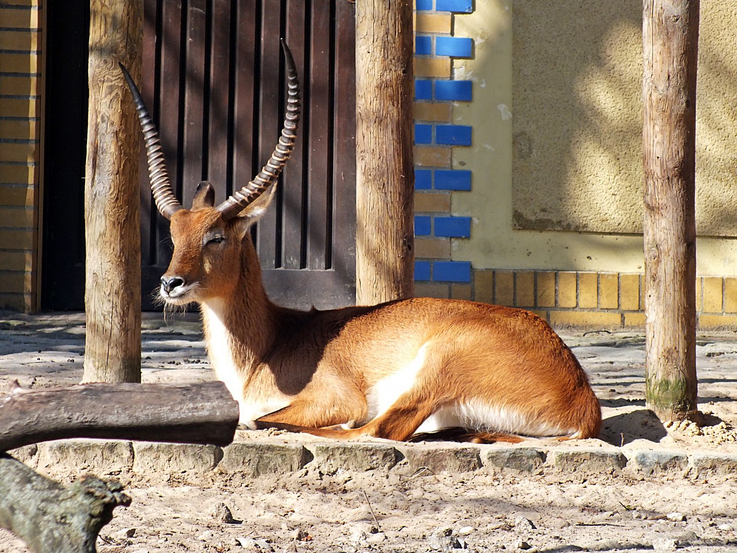 Male Kafue lechwe