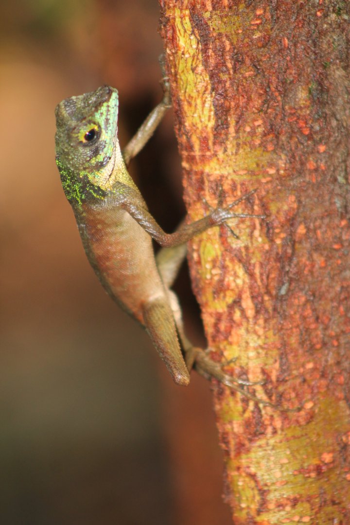 male Kangaroo Lizard (Otocryptis weigmanni)