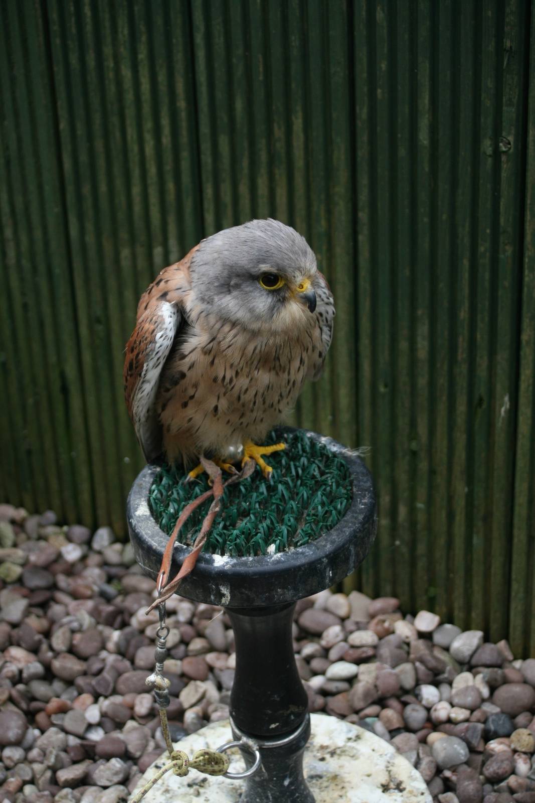 Male Kestrel, Gauntlet 2008