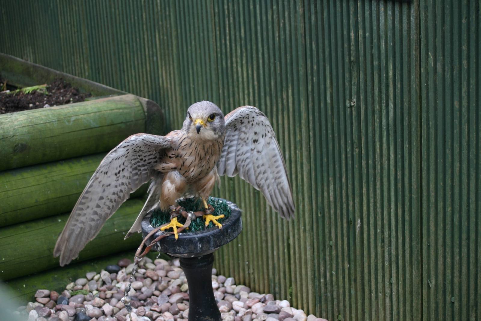 Male Kestrel, Gauntlet 2008