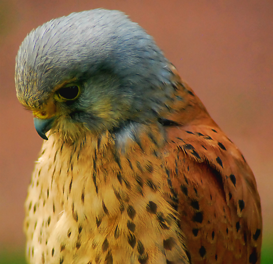 male Kestrel