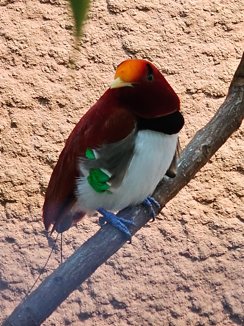 Male King Bird of Paradise (Cicinnurus regius), Sep. 2023