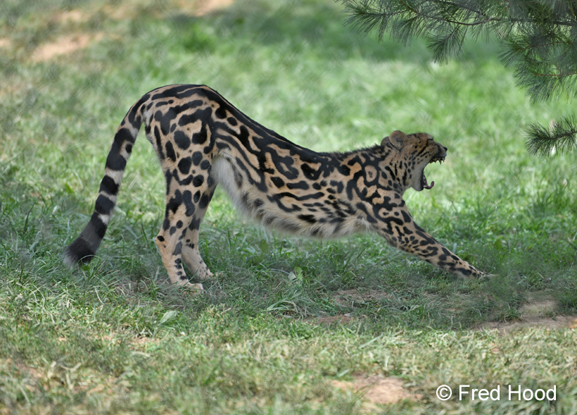 male king cheetah Solomon