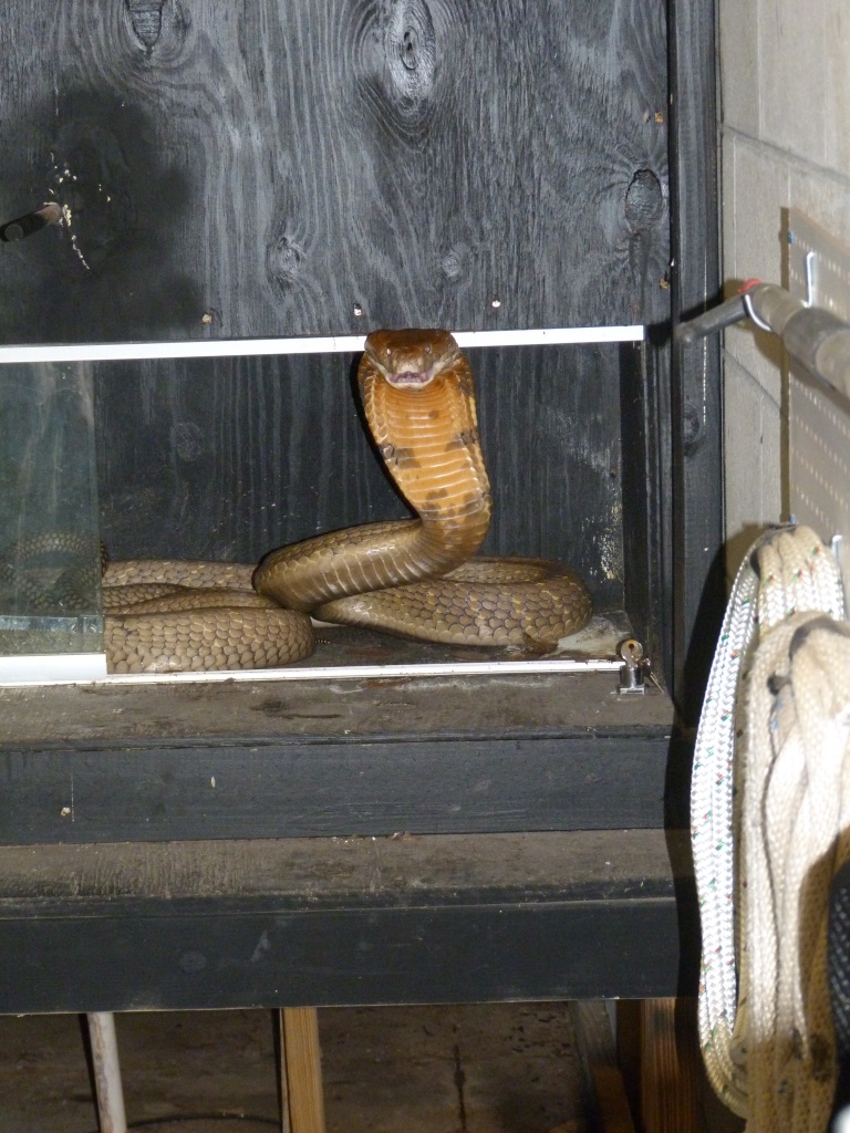 Male King Cobra (behind the scenes)