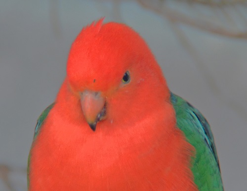 Male King parrot