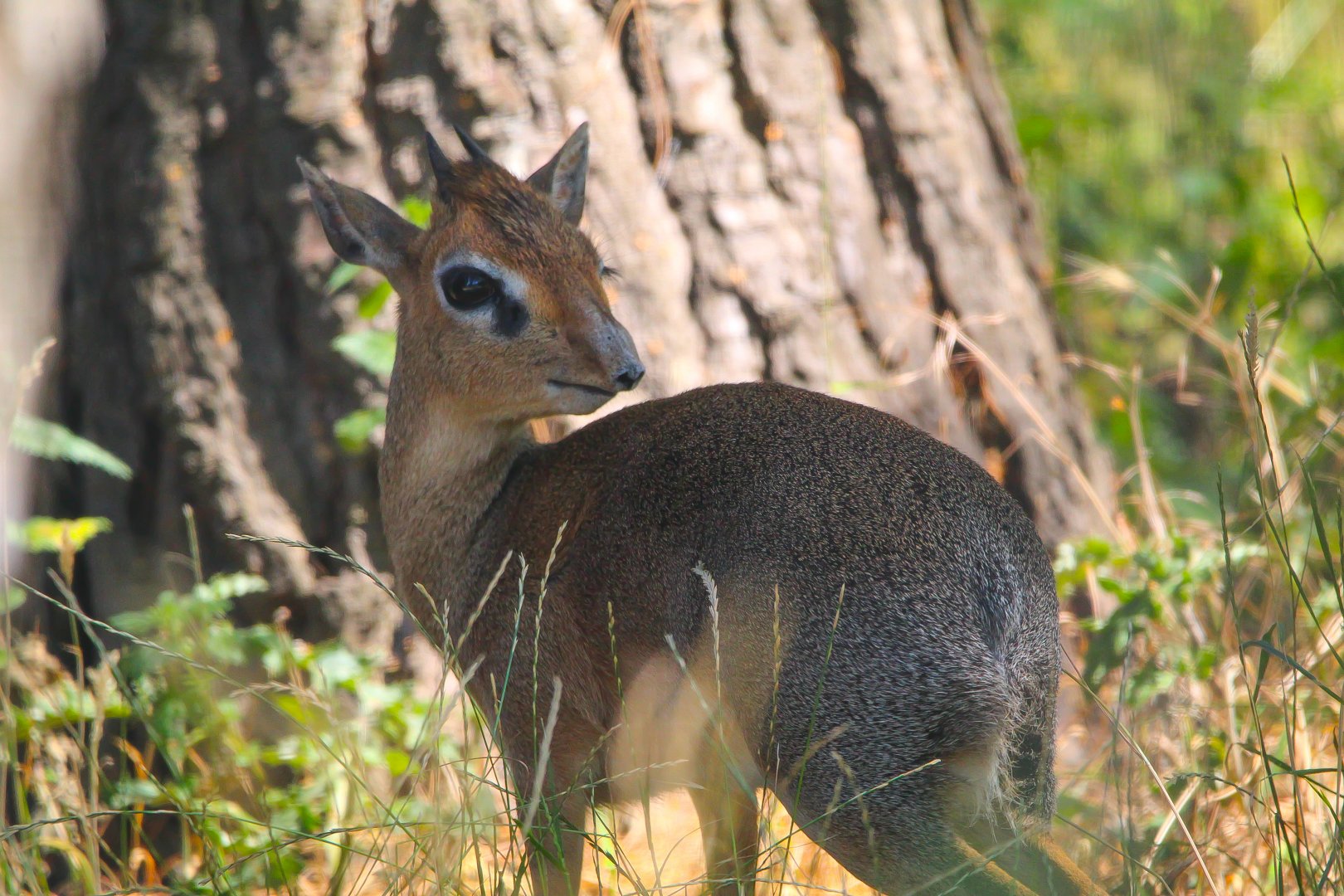 Male Kirk's Dik Dik- 11th July 2025