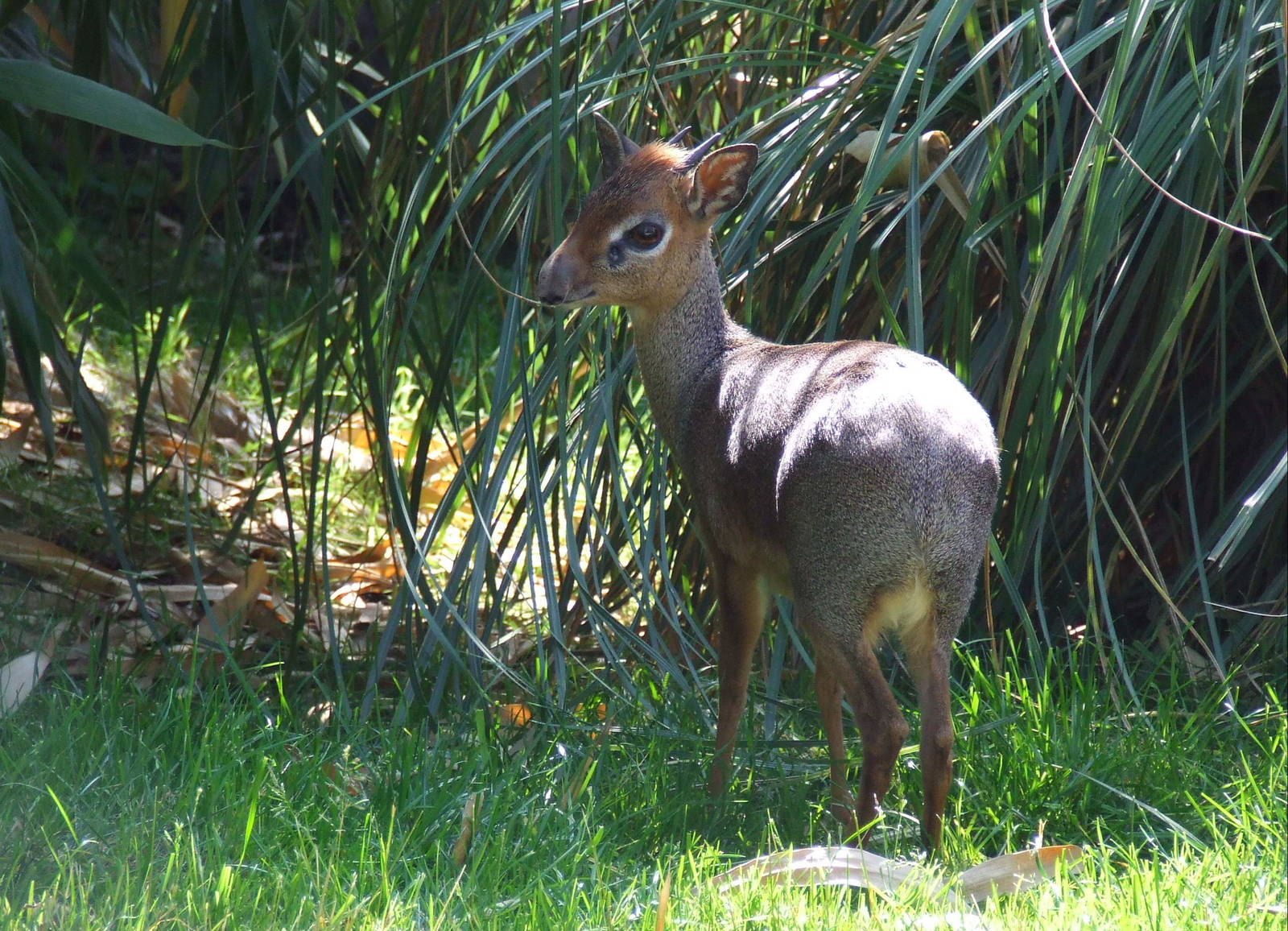 Male Kirk's Dik-Dik
