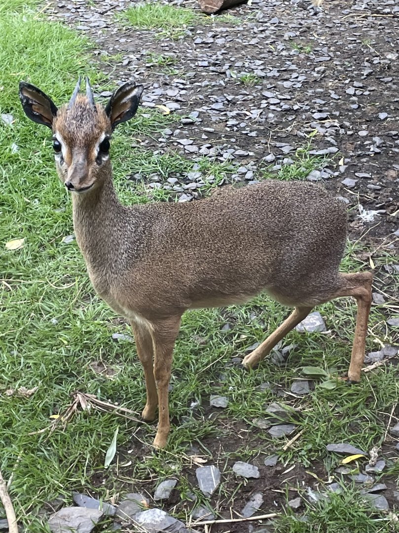 Male Kirk’s Dik Dik
