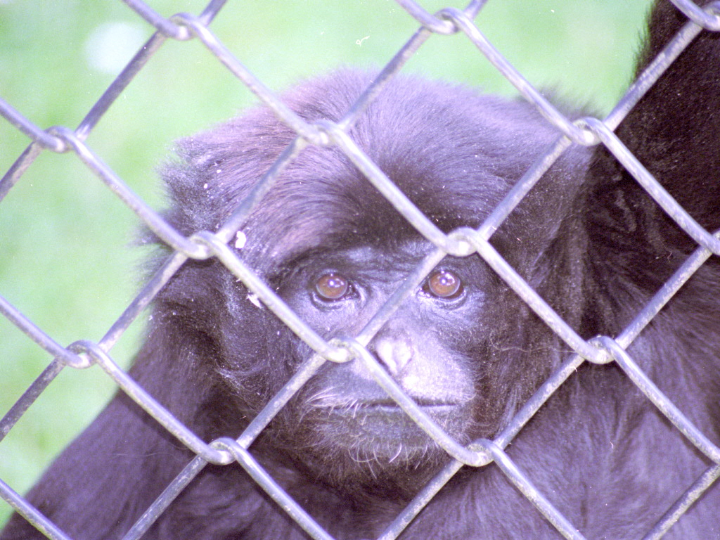 Male Kloss's Gibbon, Bilou, at Twycross 2005