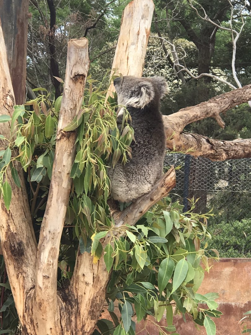 Male koala ‘Colossus’