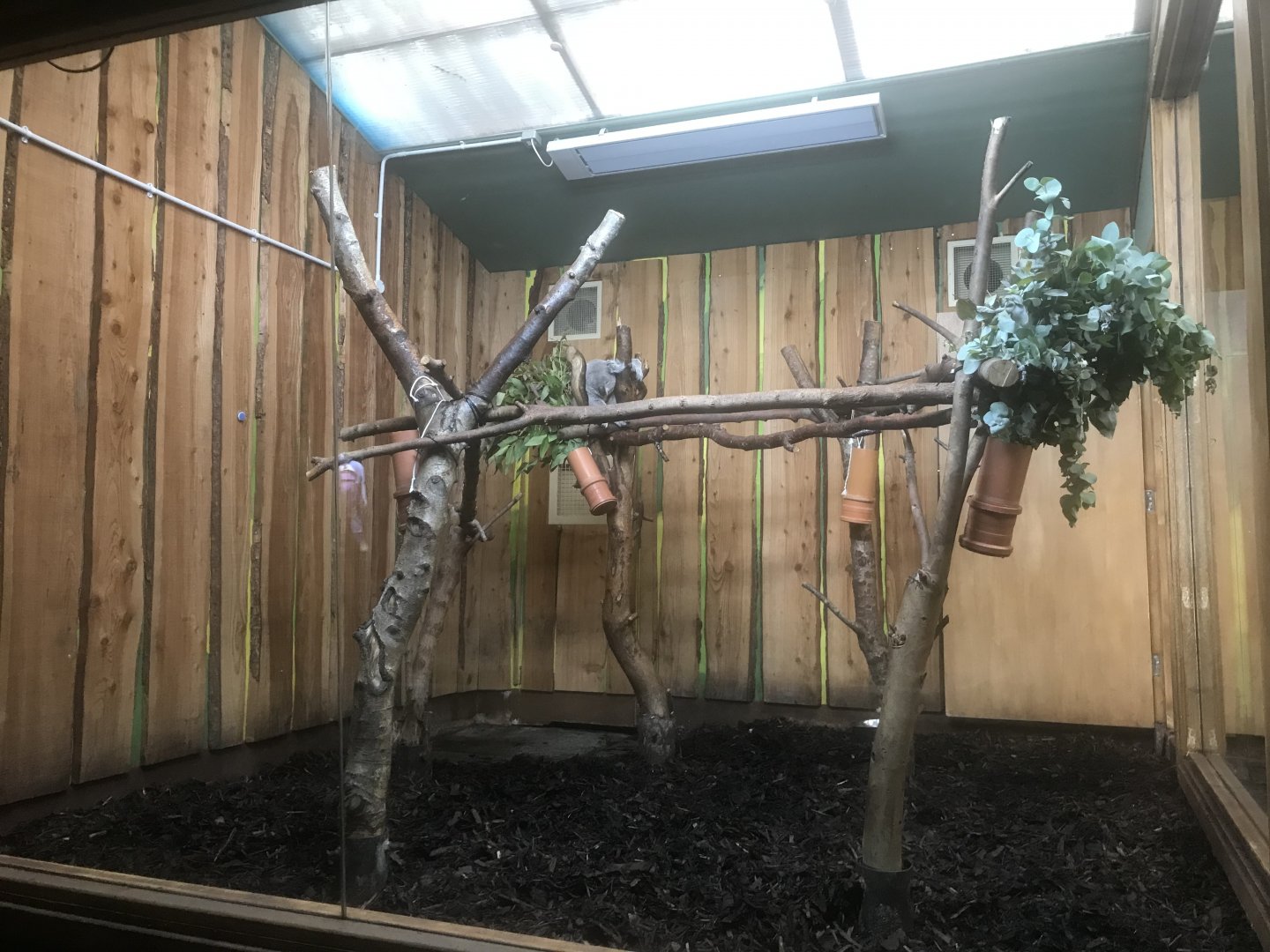 Male koala enclosure (2)