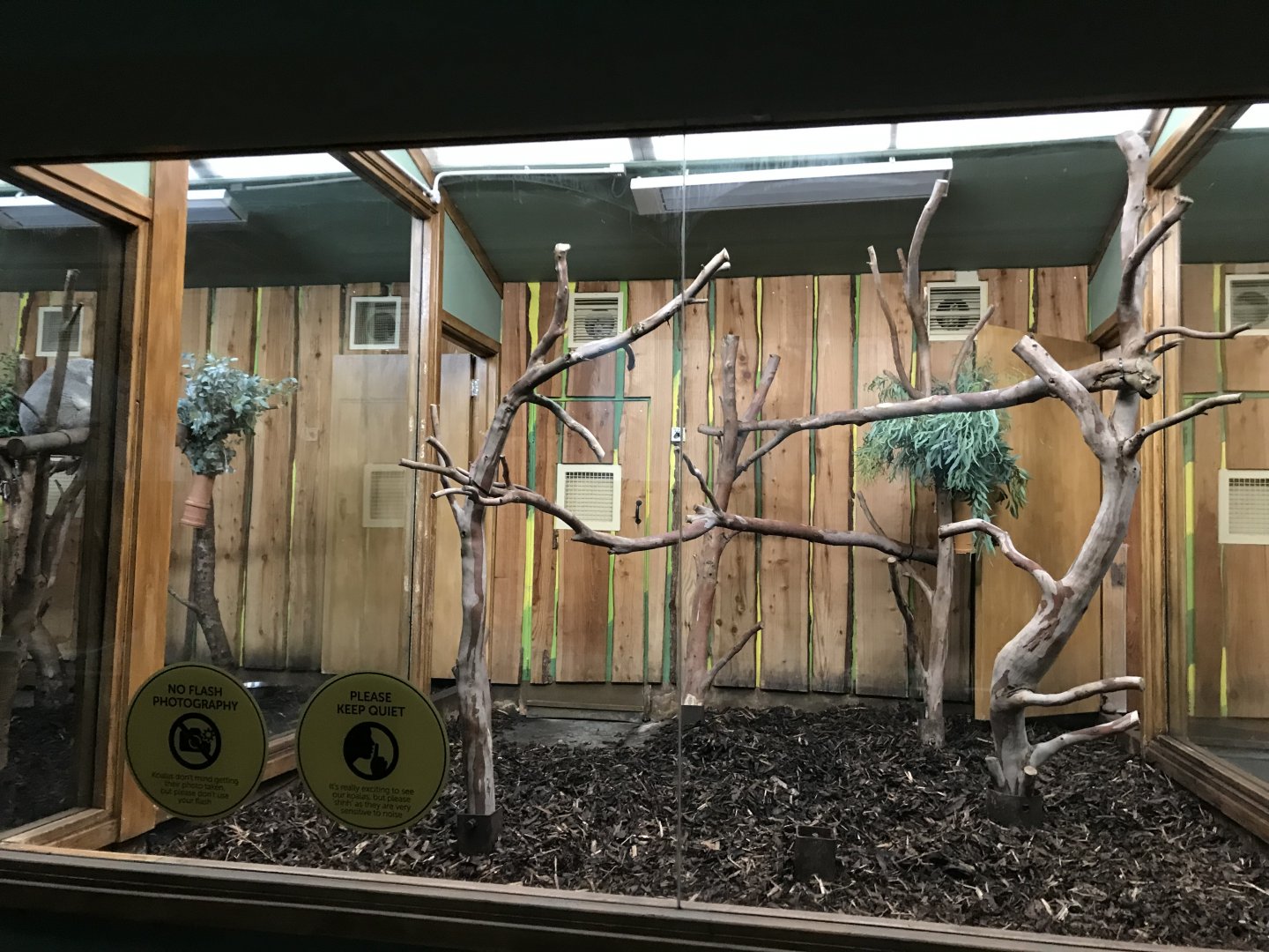 Male koala enclosure (2)