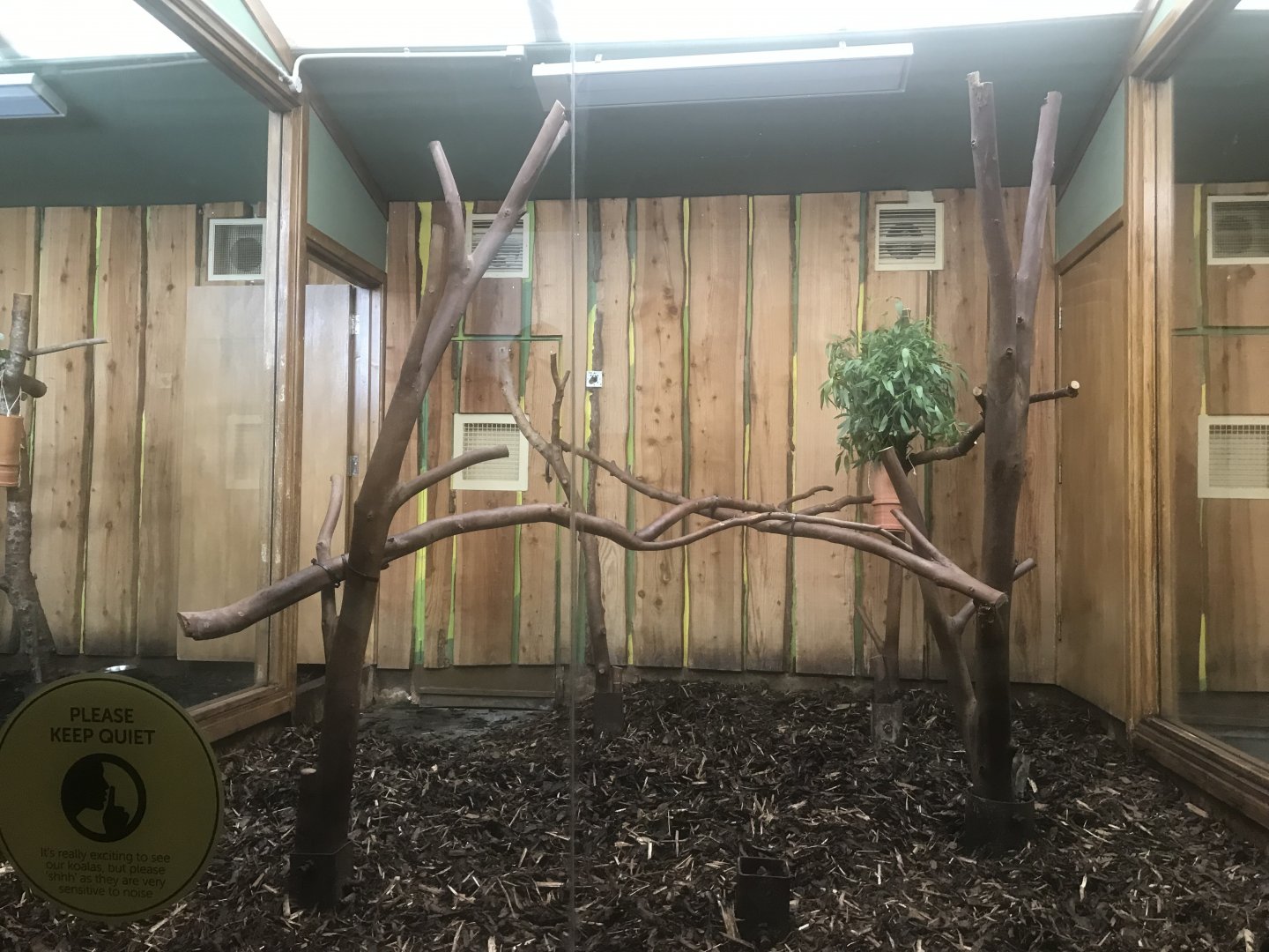 Male koala enclosure