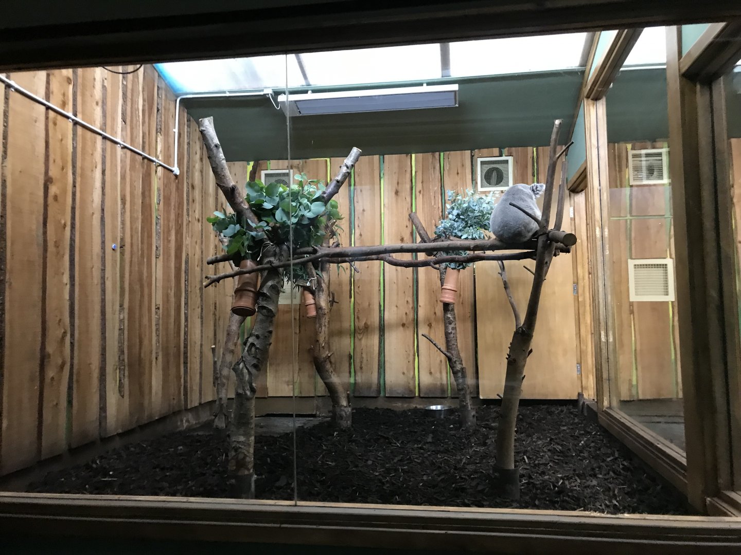 Male koala enclosure