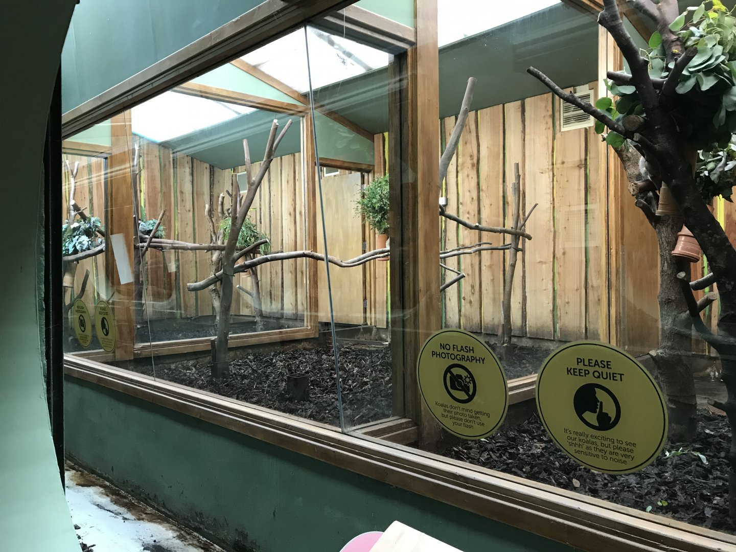 Male koala enclosures