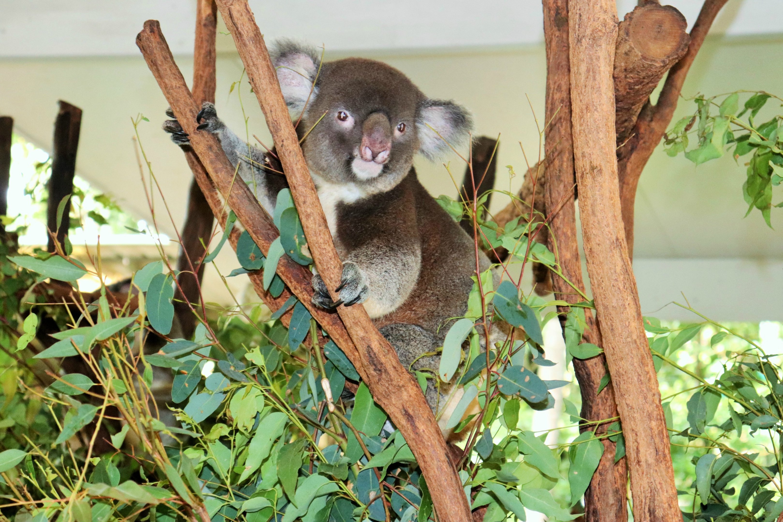 Male Koala (Phascolarctos cinereus)