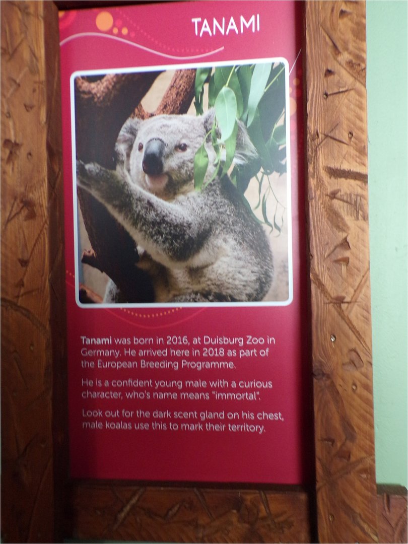 Male koala signage  11.3.23