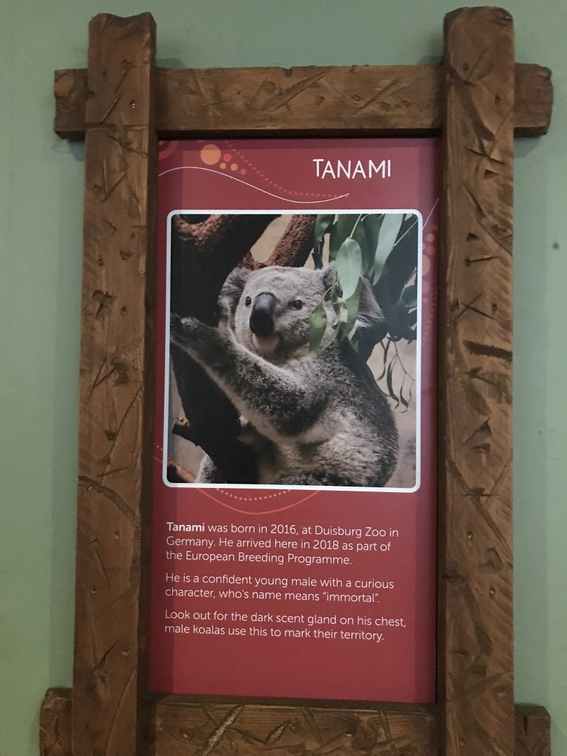 Male koala signage