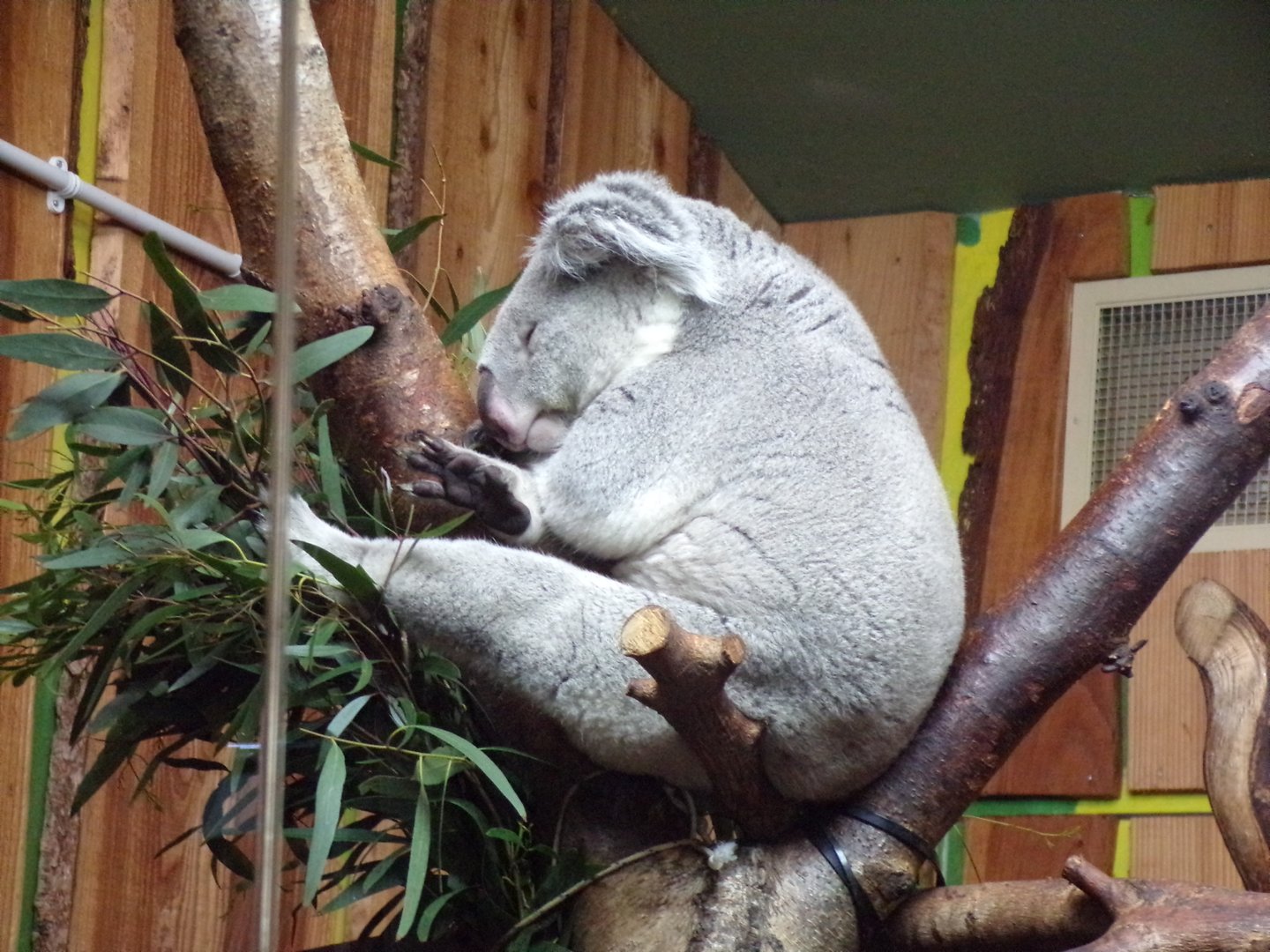Male koala “Tanami”  11.3.23