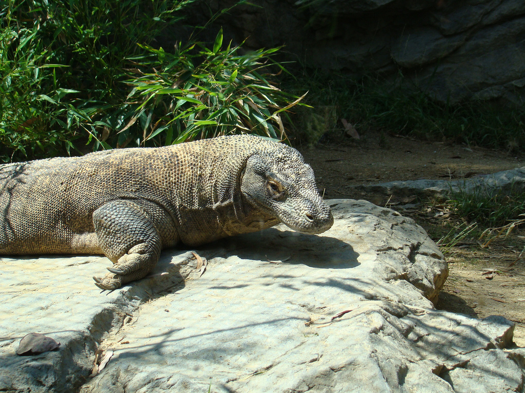 Male Komodo Dragon at the Los Angeles Zoo.
