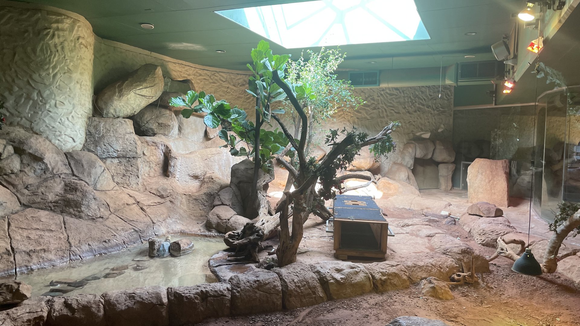 Male Komodo Dragon Exhibit (Varanus komodoensis)