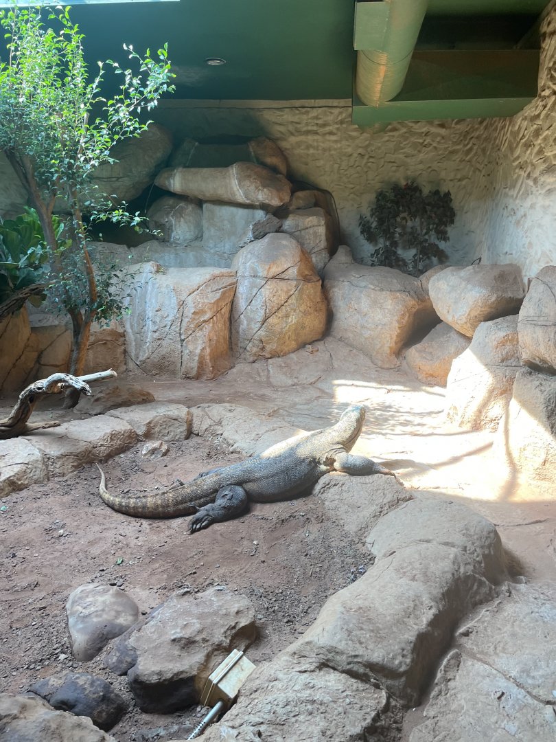 Male Komodo Dragon (Varanus komodoensis)