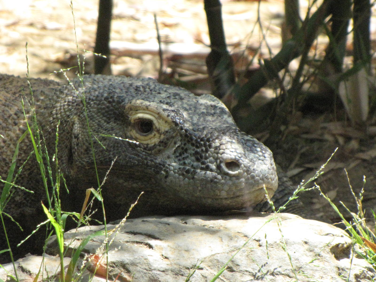 Male Komodo Dragon