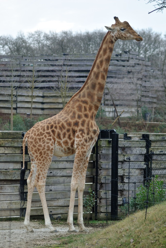 Male Kordofan giraffe