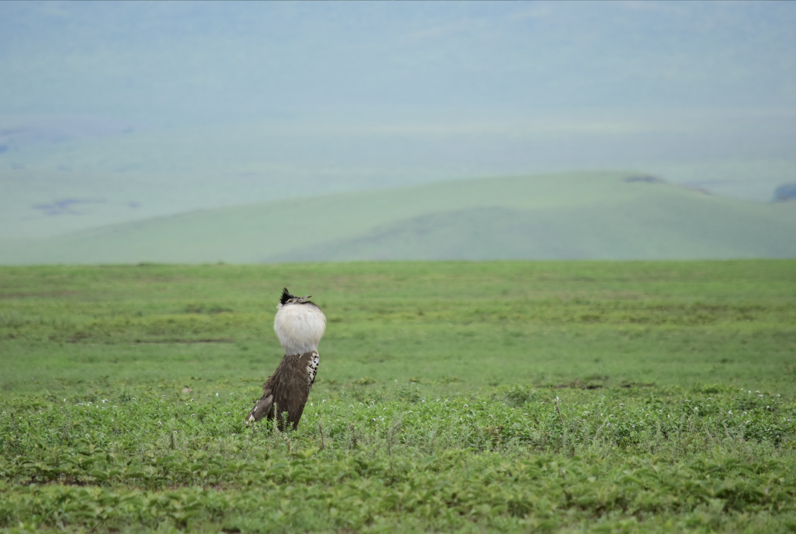 Male kori bustard (Ardeotis kori) displaying