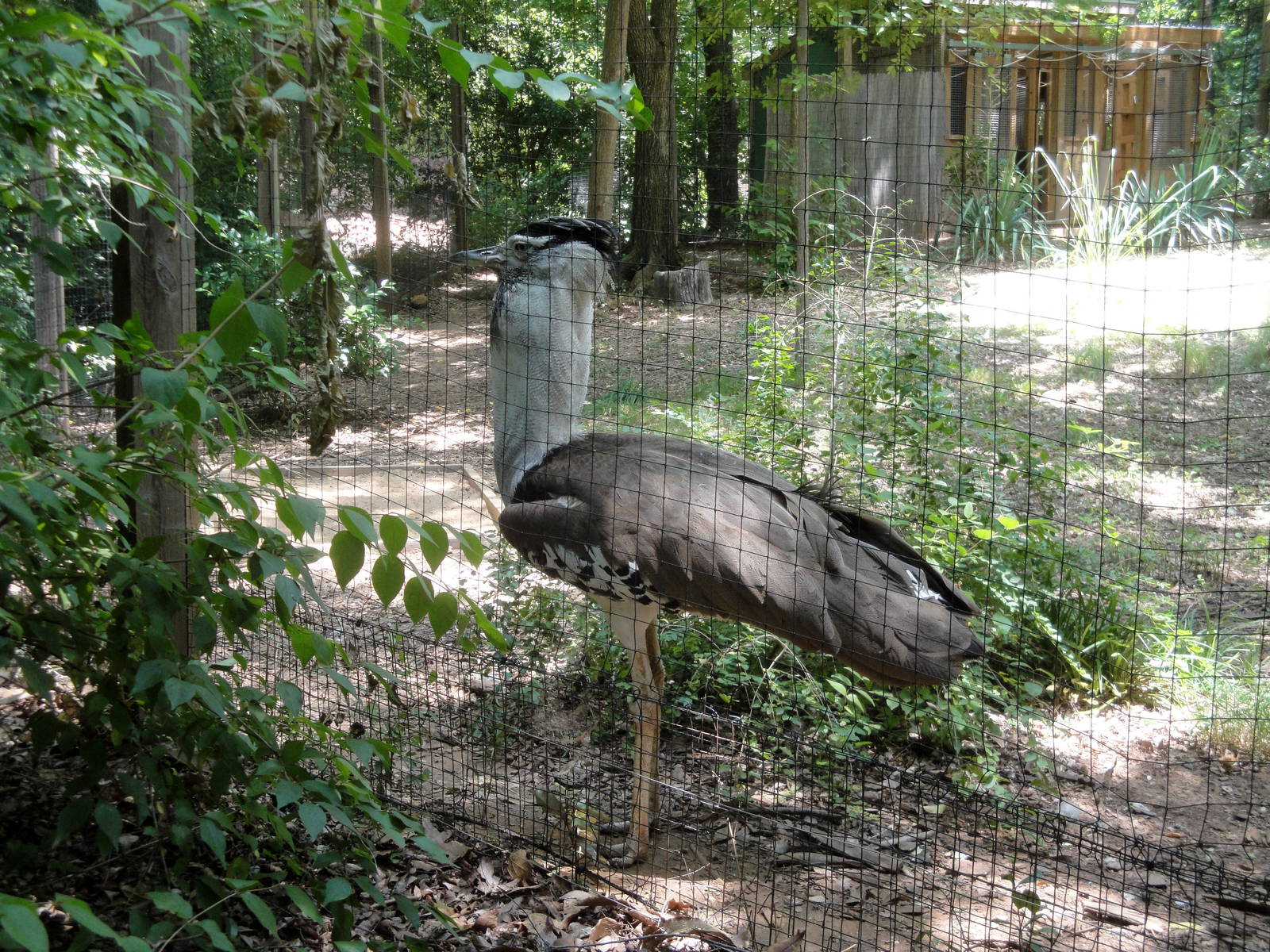 Male Kori Bustard - Snake