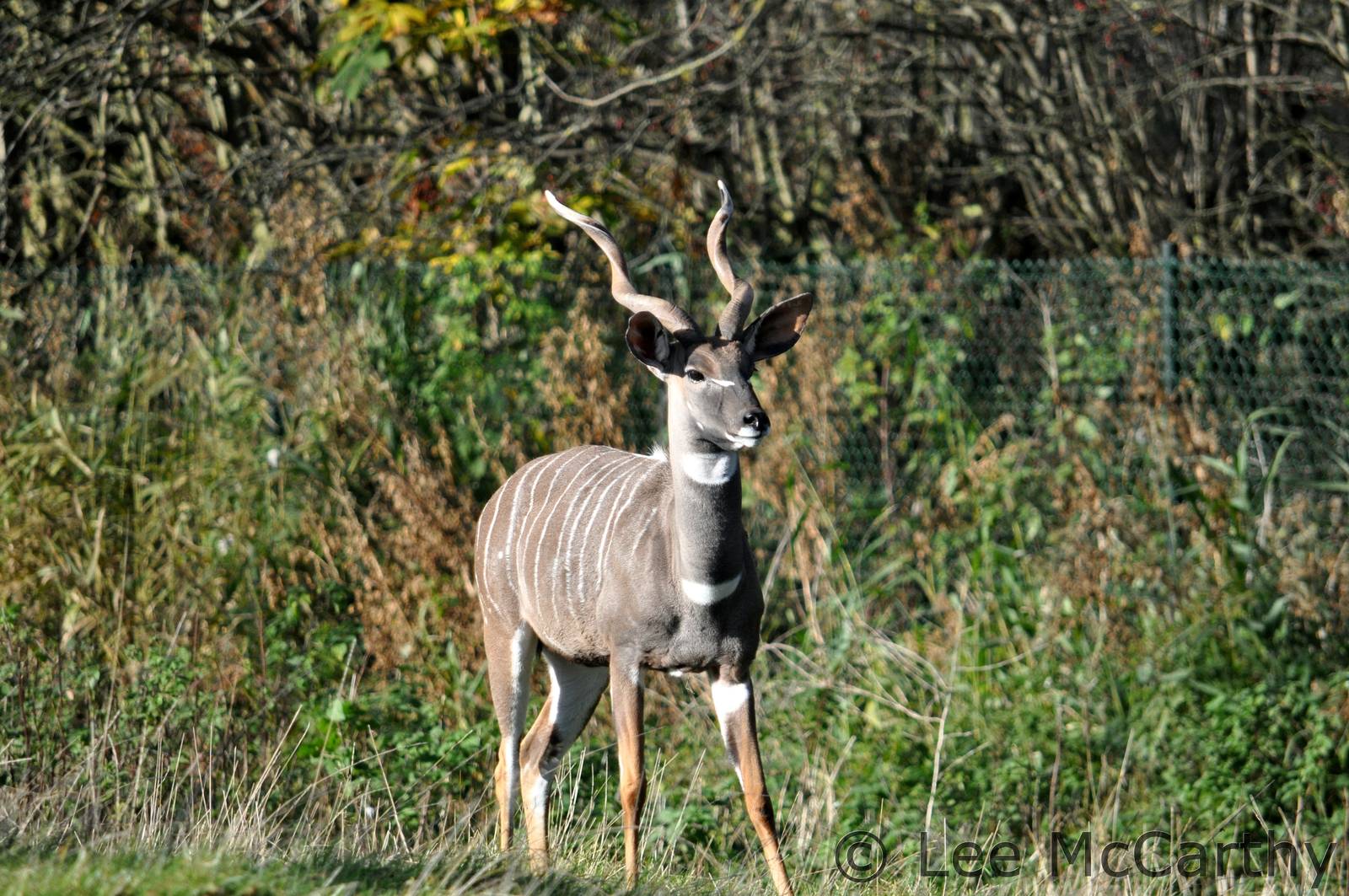 Male Kudu Chester November 2012