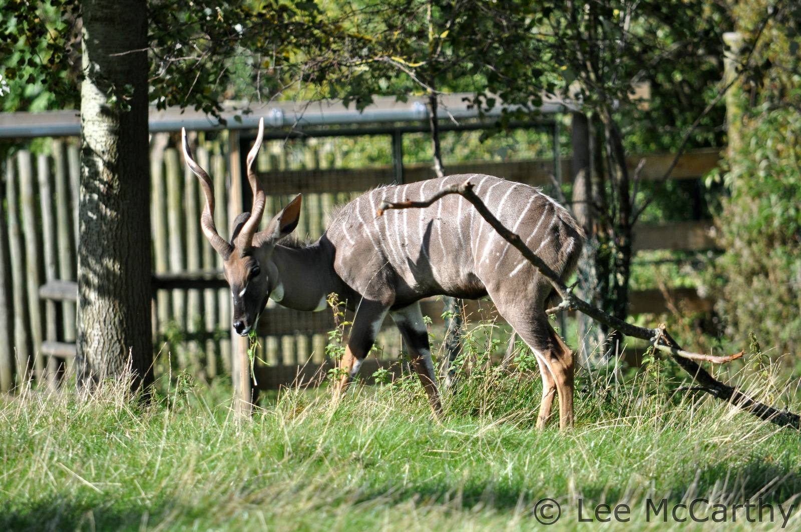 Male Kudu