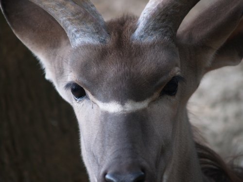 Male kudu