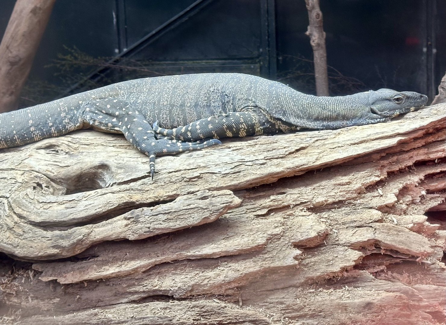 Male Lace monitor (Varanus varius)