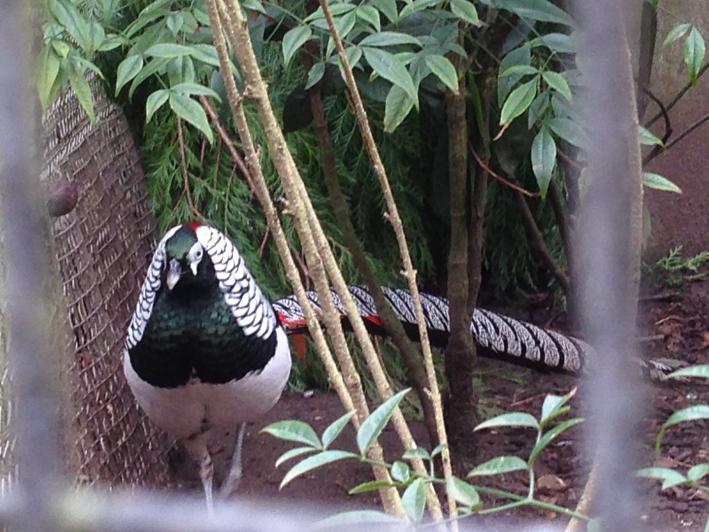 Male Lady Amherst's Pheasant