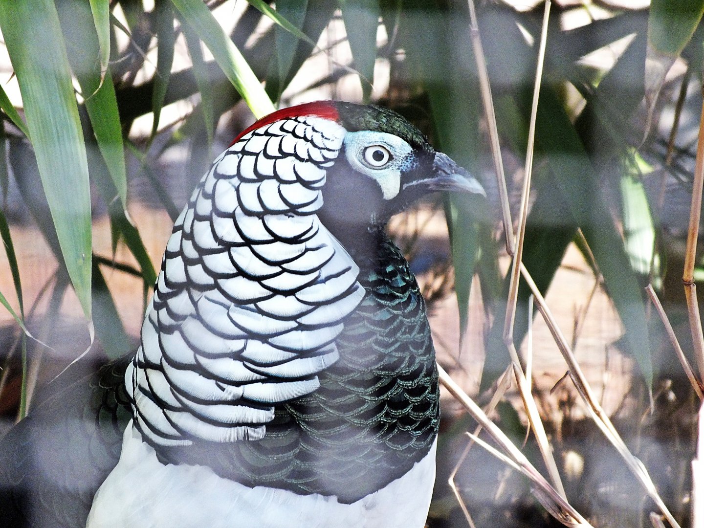 Male Lady Amherst's pheasant