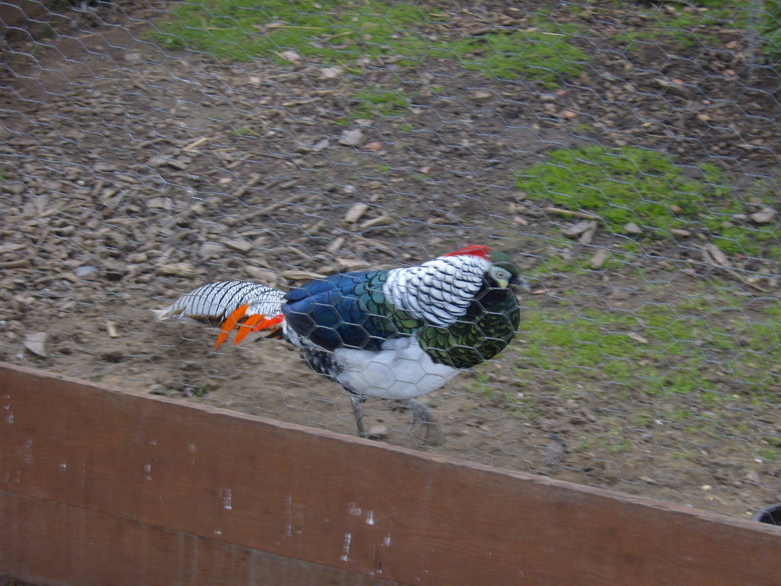 Male Lady Amherst's Pheasant