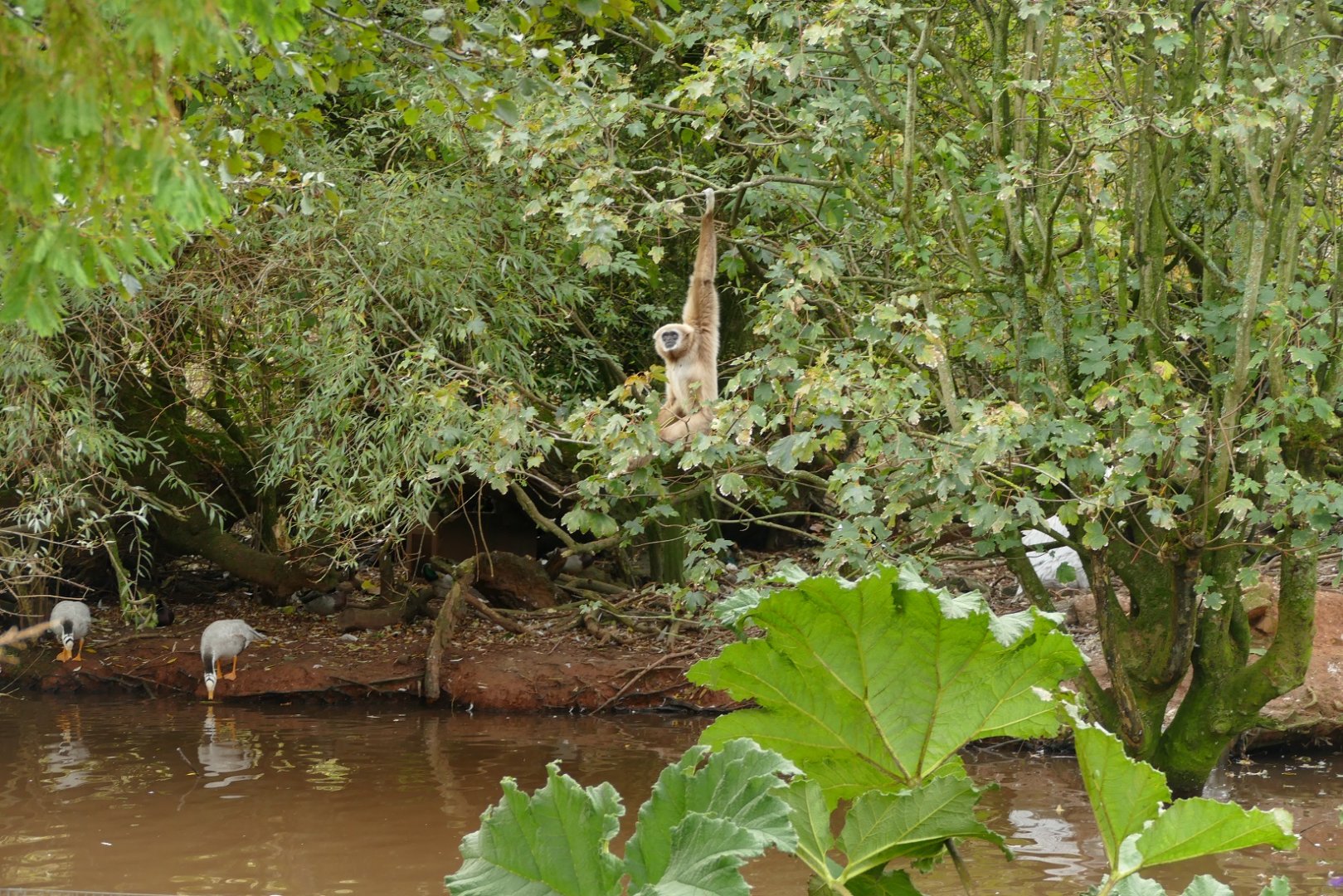 Male Lar Gibbon, November 2021