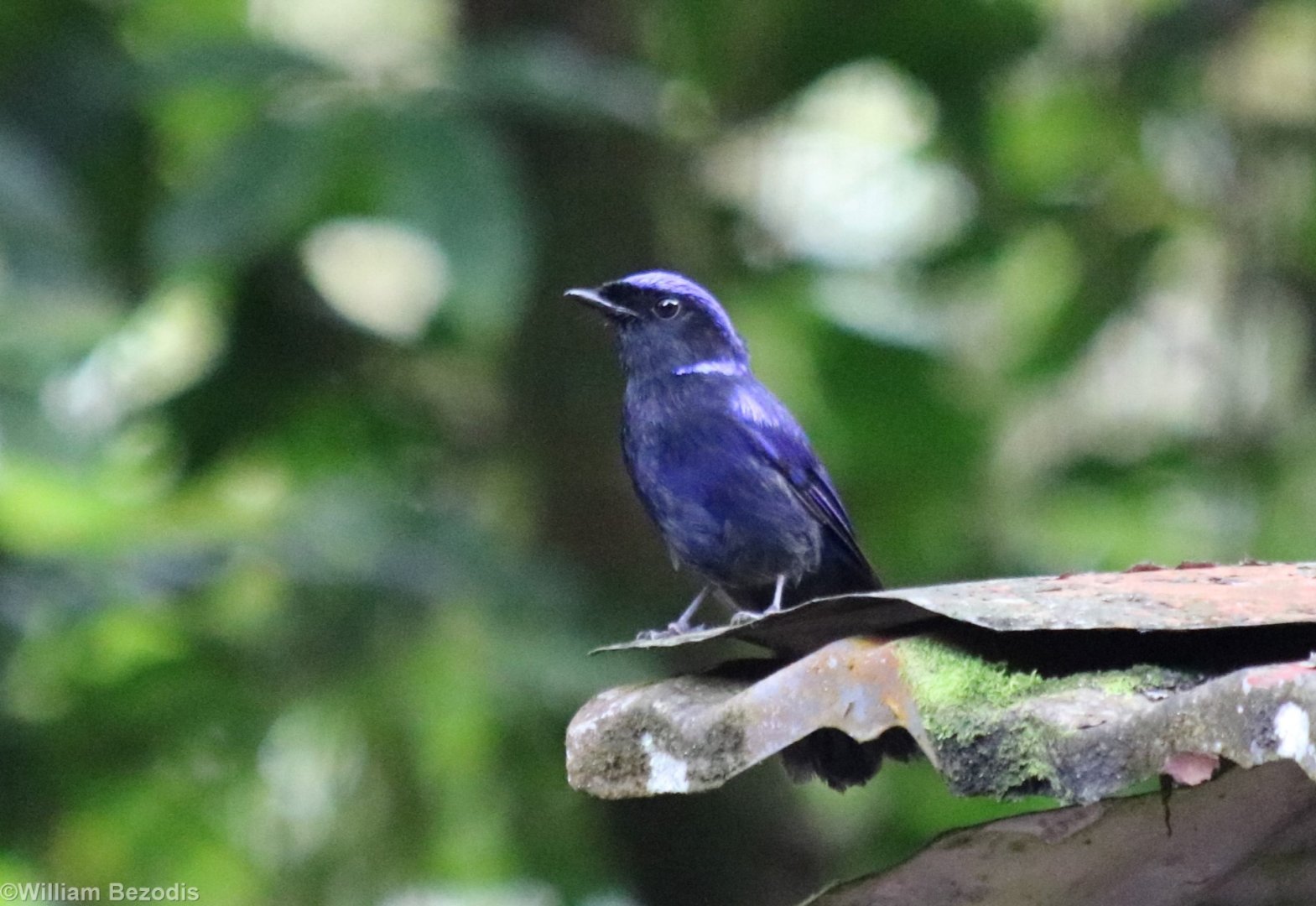 Male Large Niltava - Fraser's Hill