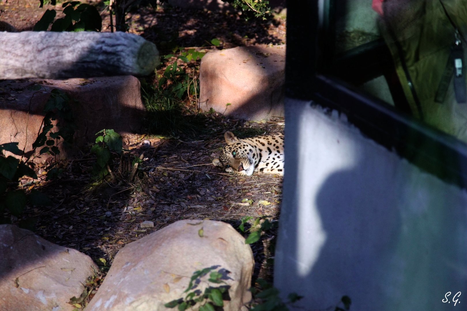 Male leopard at rest before viewing panel