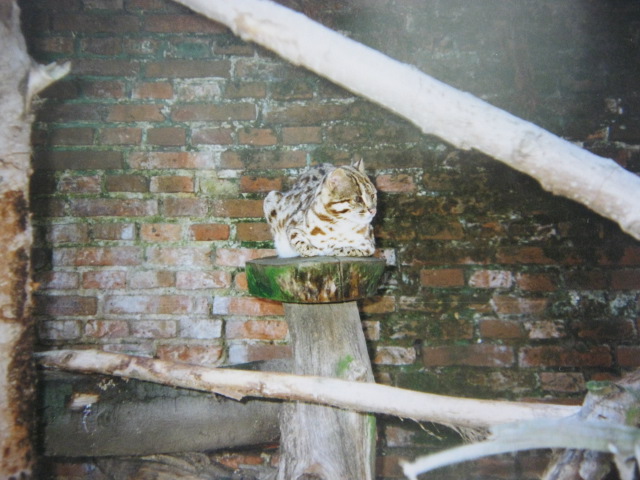 Male Leopard Cat 12/3/90.