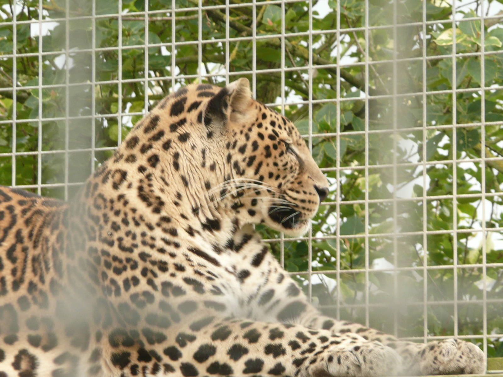 Male leopard Rajah
