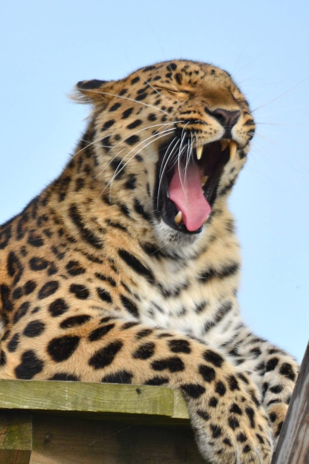 Male Leopard